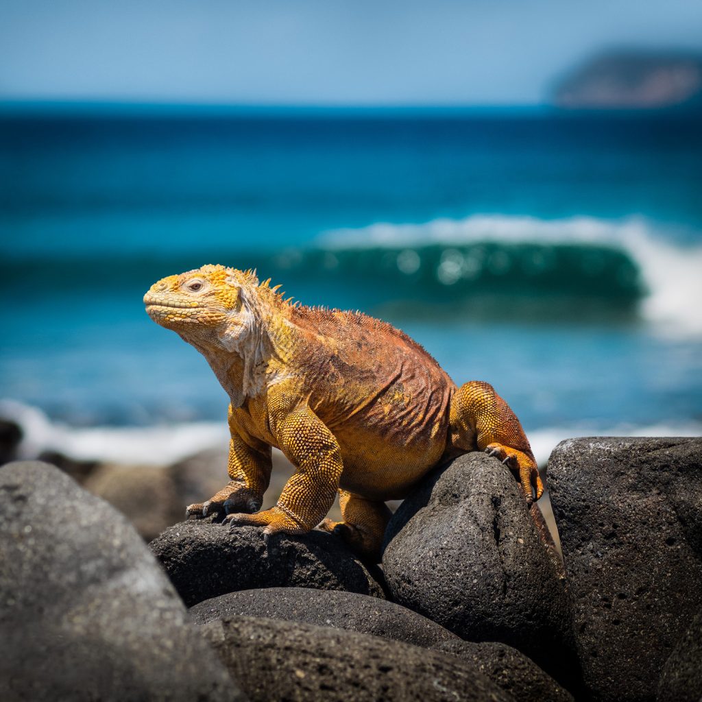 GALAPAGOS ENCHANTED ISLANDS