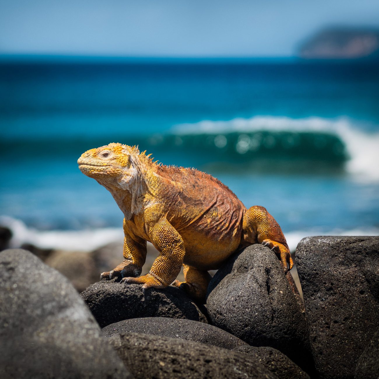 galapagos1